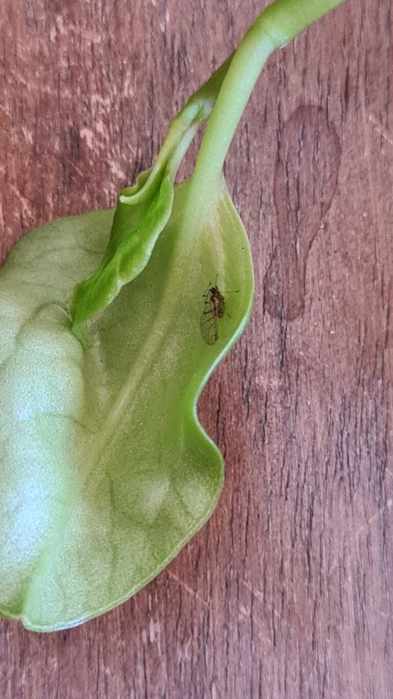 Green Peach Aphids