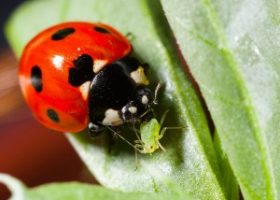 IPM Consultation & Beneficial Bugs